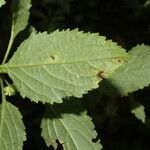 Hyptis brevipes Hoja