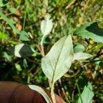 Cotoneaster integerrimus পাতা