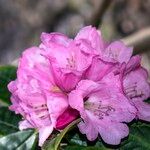 Rhododendron uvariifolium Flor