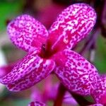 Pseuderanthemum carruthersii Blomst