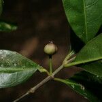 Timonius longitubus Fruto