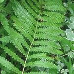 Osmundastrum cinnamomeum Leaf