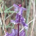 Salvia verticillata Blodyn