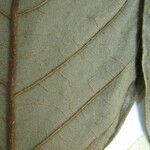 Swartzia grandifolia Otro