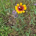 Gaillardia aristataKukka