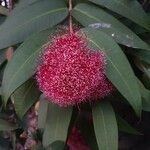 Syzygium wilsonii