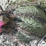 Echinocactus horizonthalonius 花