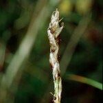 Carex myosuroides Fruto