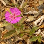 Allionia incarnata Flower