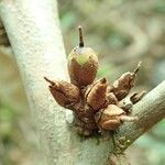 Pycnandra fastuosa Fruto