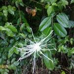 Cynophalla flexuosa Çiçek