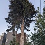 Abies cephalonica Hábito