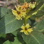 Boscia mossambicensis Blomst