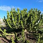 Euphorbia cooperi Levél