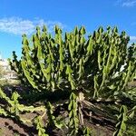 Euphorbia cooperi Hoja