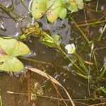 Sagittaria guayanensis Habit