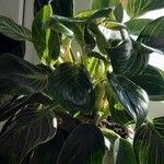 Calathea sanderiana Hoja