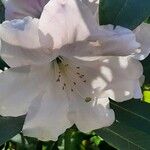 Rhododendron decorum Flor