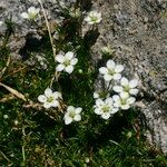 Sagina glabra Hábito