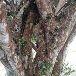 Plinia cauliflora Fruto