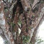 Plinia cauliflora Fruit