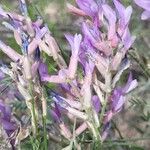 Astragalus varius Цвят