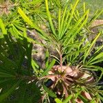 Banksia spinulosa Annet