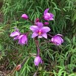 Spathoglottis unguiculata Blomst