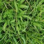 Succisella inflexa 葉