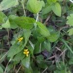 Calyptocarpus vialis Hoja
