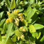 Phlomis russeliana花