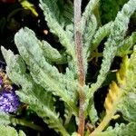 Achillea nana Rusca