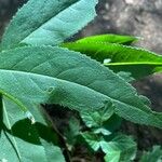 Senecio ovatus Blatt