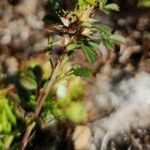 Ononis pusilla Hoja