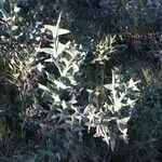 Colletia paradoxa葉