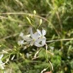 Anthericum ramosum Flower