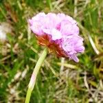 Armeria alpina Other