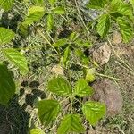 Handroanthus ochraceus Foglia