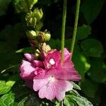 Sidalcea cusickii Flower