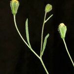 Schkuhria multiflora Kvet