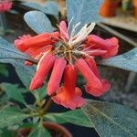Rhododendron apoanum