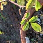 Rosa × nitidula Leaf