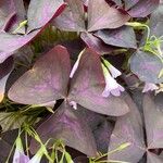 Oxalis triangularis برگ