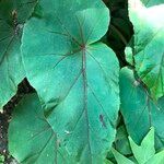 Begonia handelii Folha