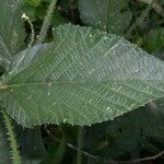 Caperonia palustris पत्ता