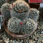 Mammillaria prolifera Rusca