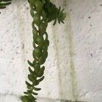 Sedum greggii Hoja