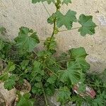 Malva parviflora Blatt