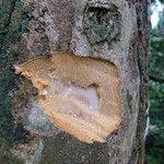 Bobgunnia fistuloides Corteza