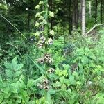 Epipactis helleborine Habitatea